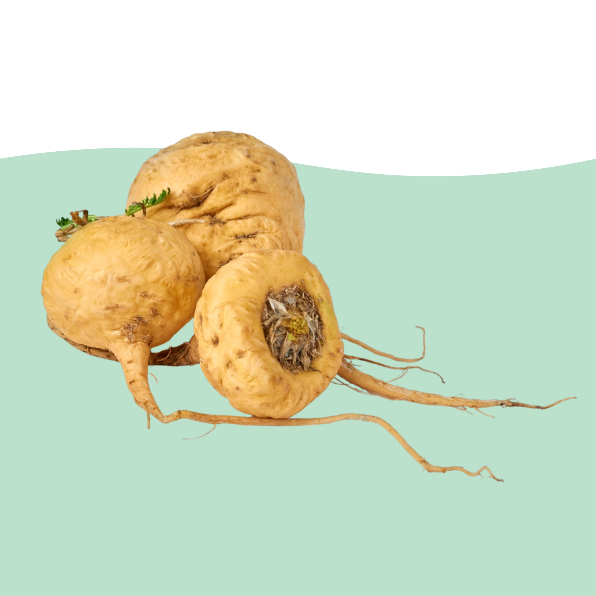 Maca Root Extract